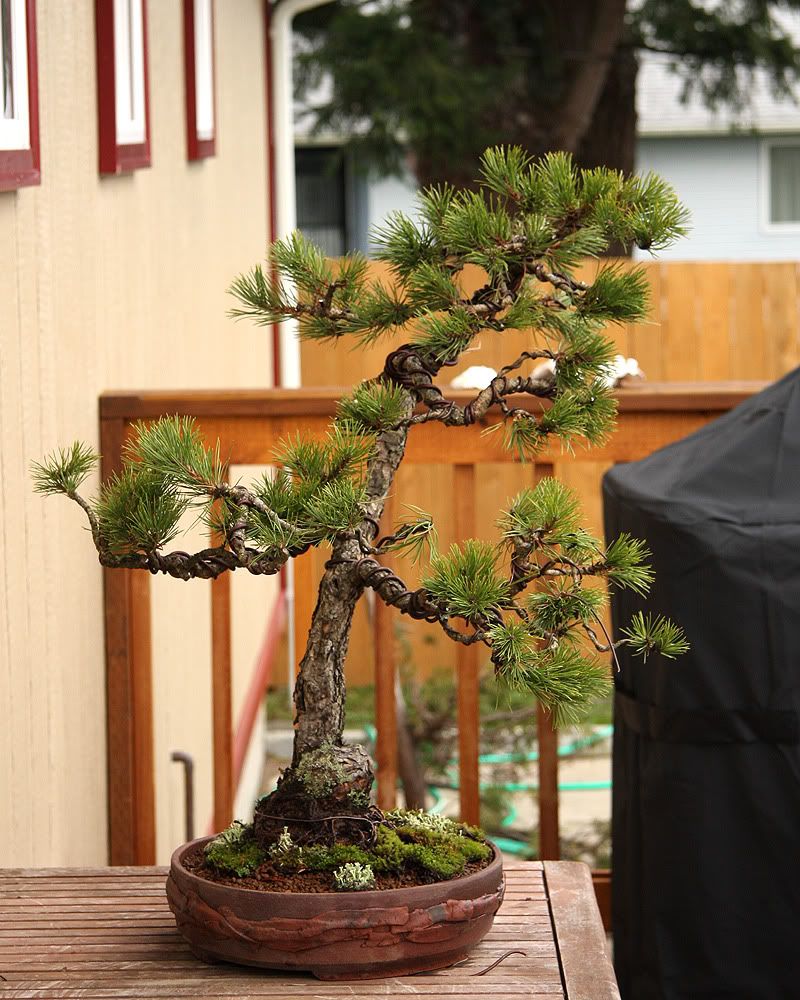 Austrian-Black-Pine_Cochoy2.jpg