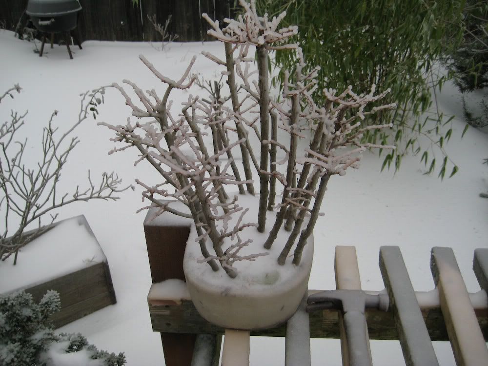 snow-12.jpg