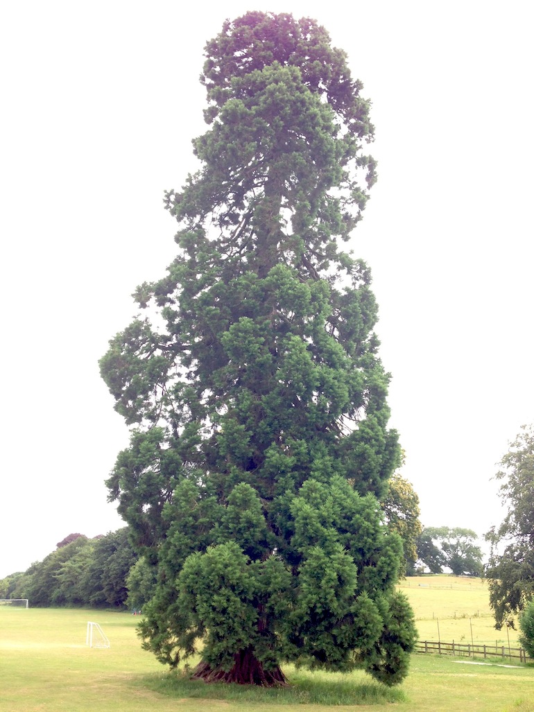 swindon-bonsai.co.uk