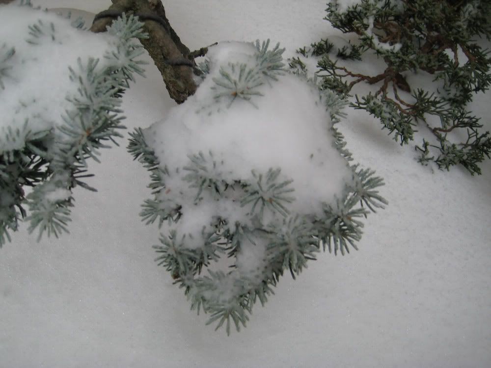 snow-5.jpg