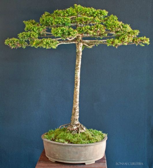 bonsai-45.jpg