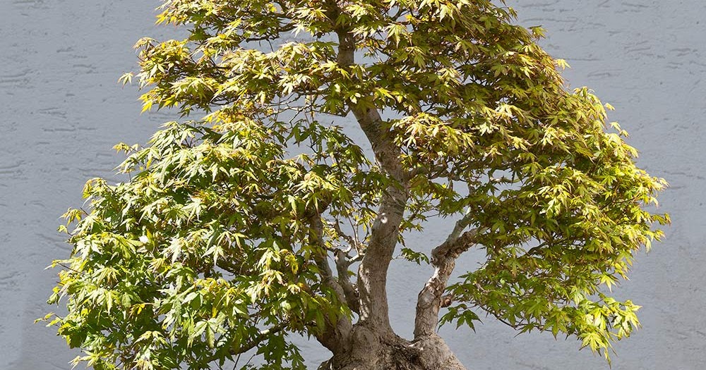 walter-pall-bonsai.blogspot.com