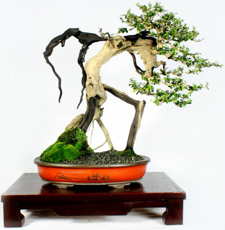Philippine-bonsai-show-35.jpg