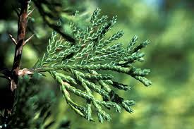 Image result for chamaecyparis thyoides