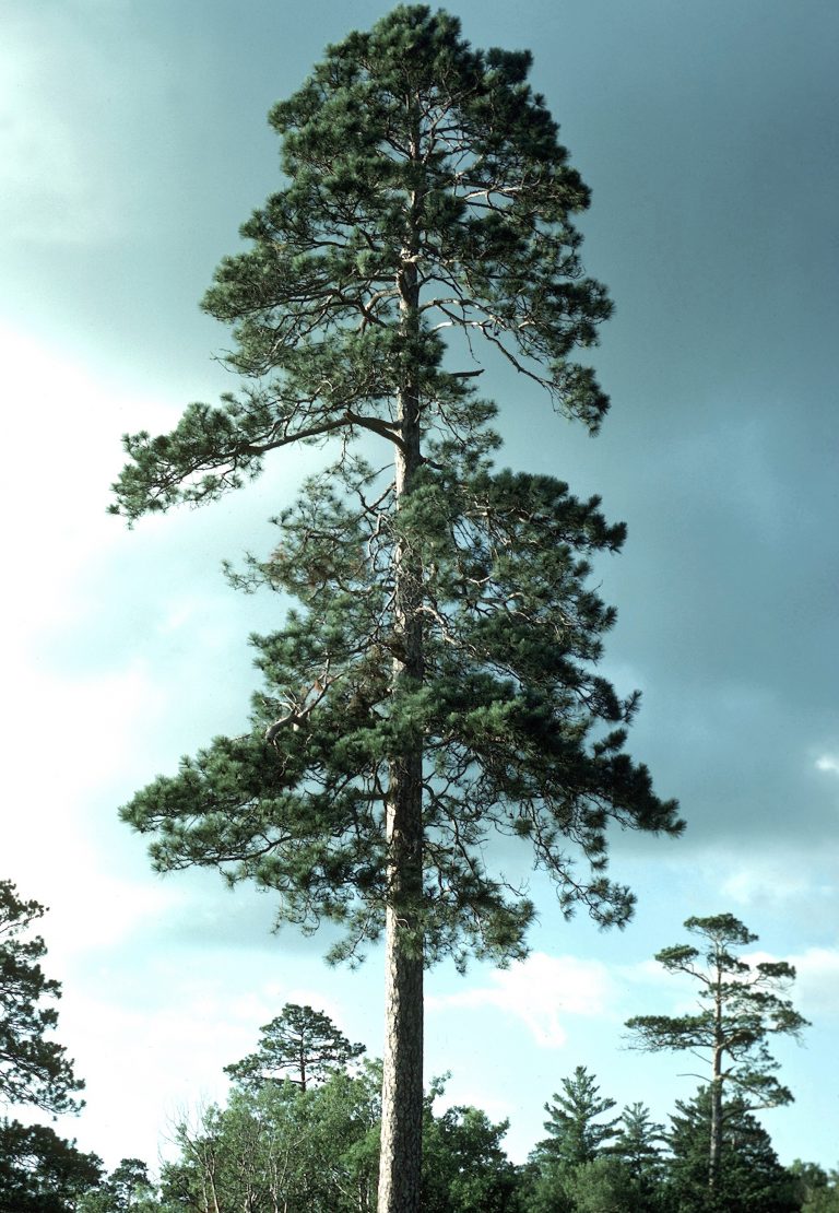 Red-pine-768x1110.jpg