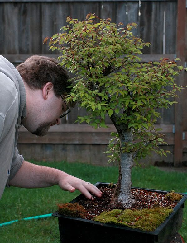 May2010Zelkova.jpg