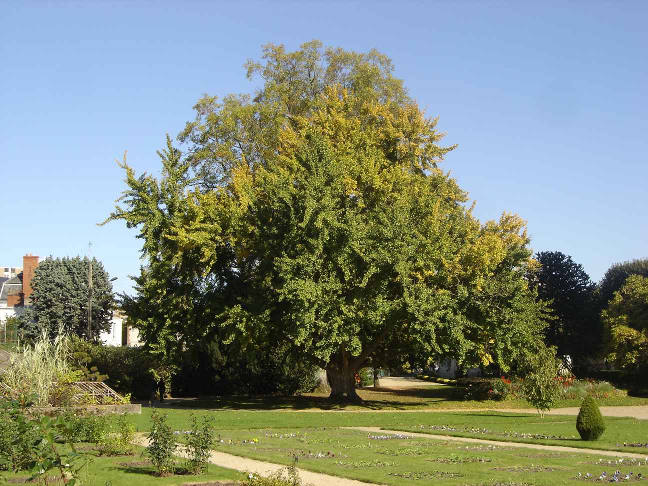 shol041.jpg