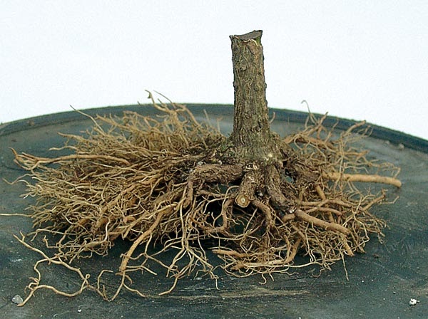 reiners-bonsai-blog.blogspot.com