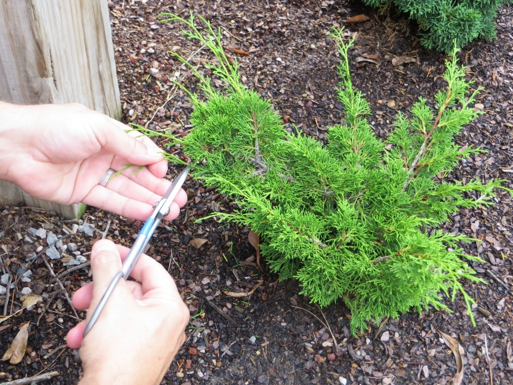 nebaribonsai.wordpress.com