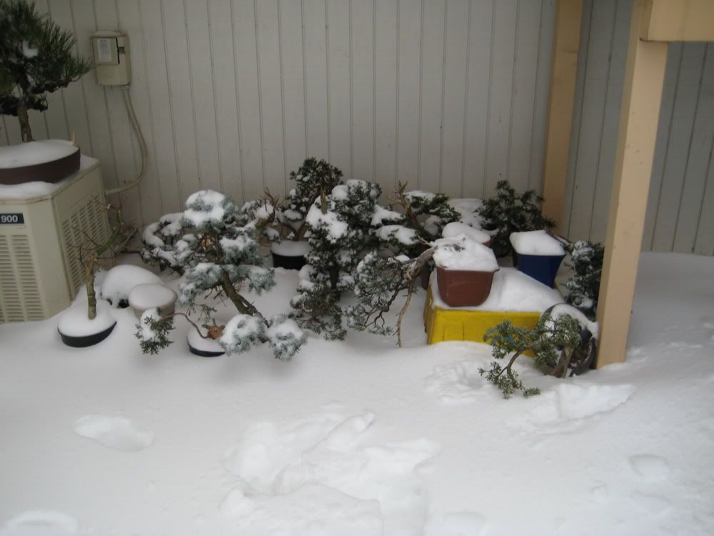 snow-1.jpg
