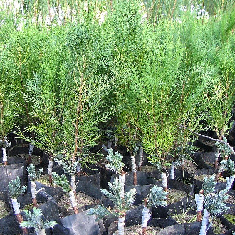 800px-Juniperus_squamata_%27Blue_Star%27_on_Thuja_orientalis_rootstock.jpg