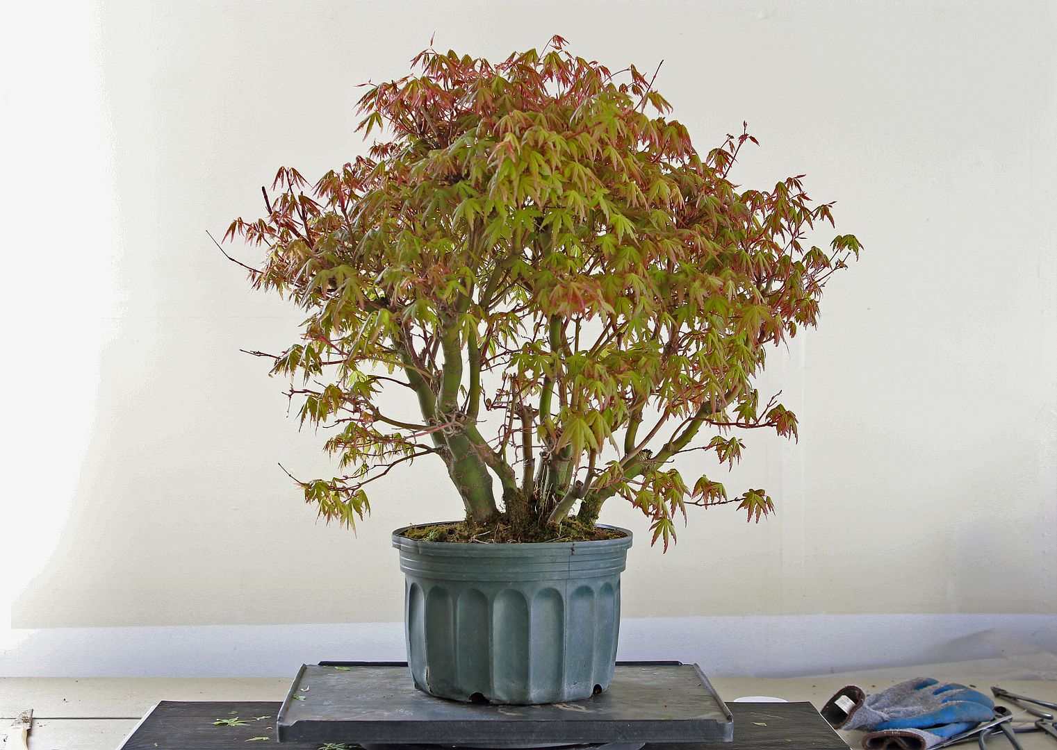 Suthin Japanese maple clump Bonsai Nut