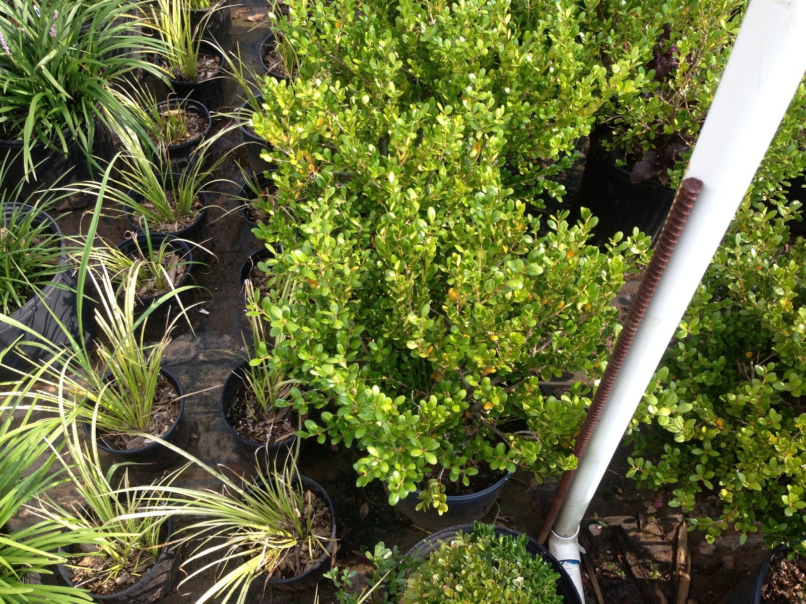 Carissa Holly Bonsai Nut