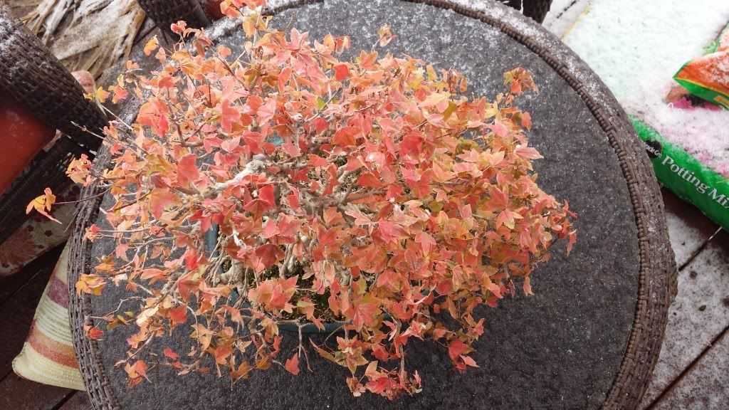 20131014_103046_zps9bbd4bb6.jpg