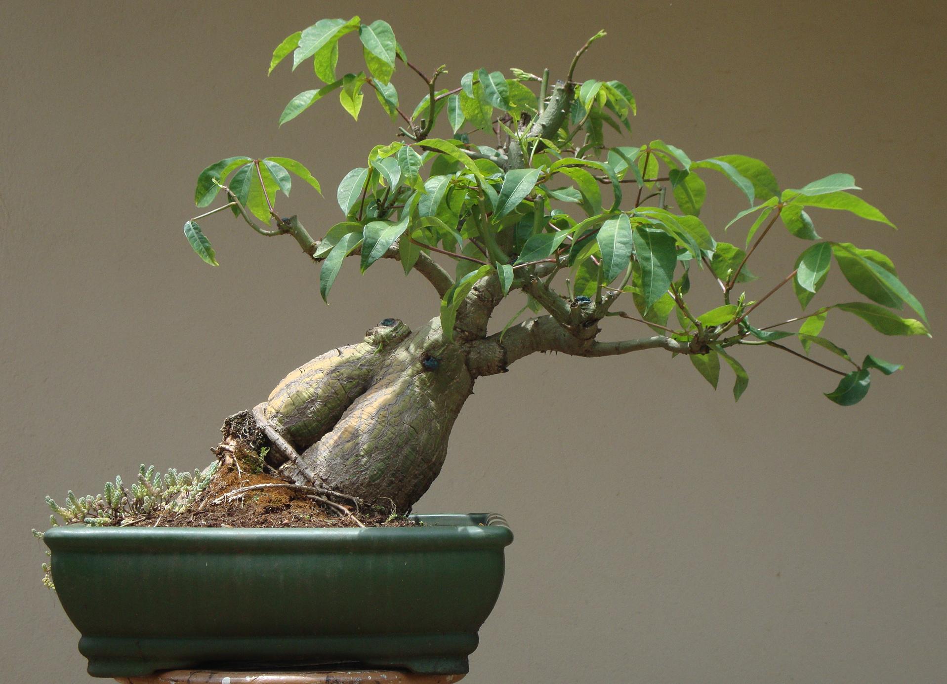 Paineira Silk Floss Tree Yamadori Bonsai Nut