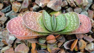 Gasteria Plant Care - Learn How To Care For Gasteria Succulent Plants