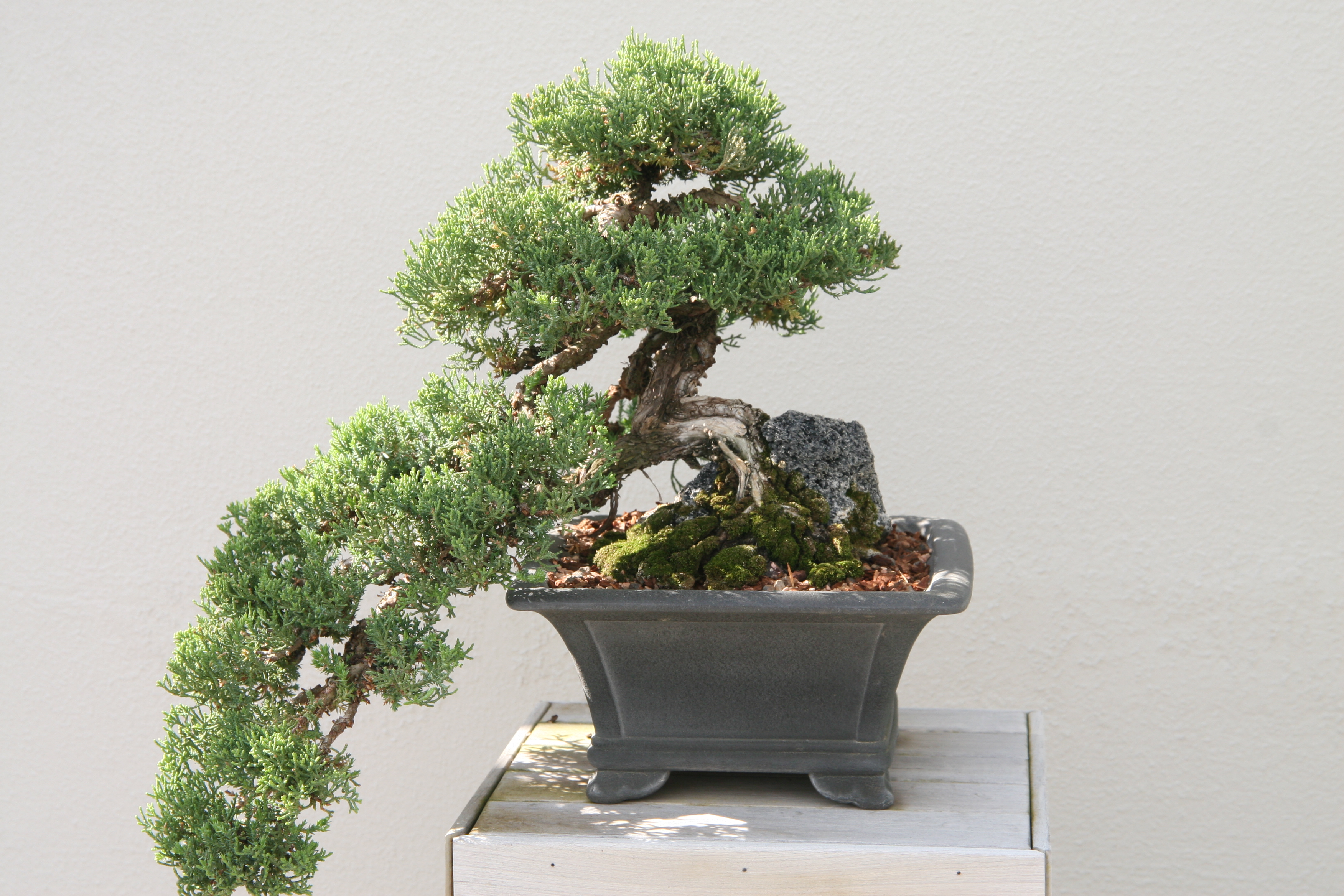 Juniperus_procumbens_Nana_0zz.jpg