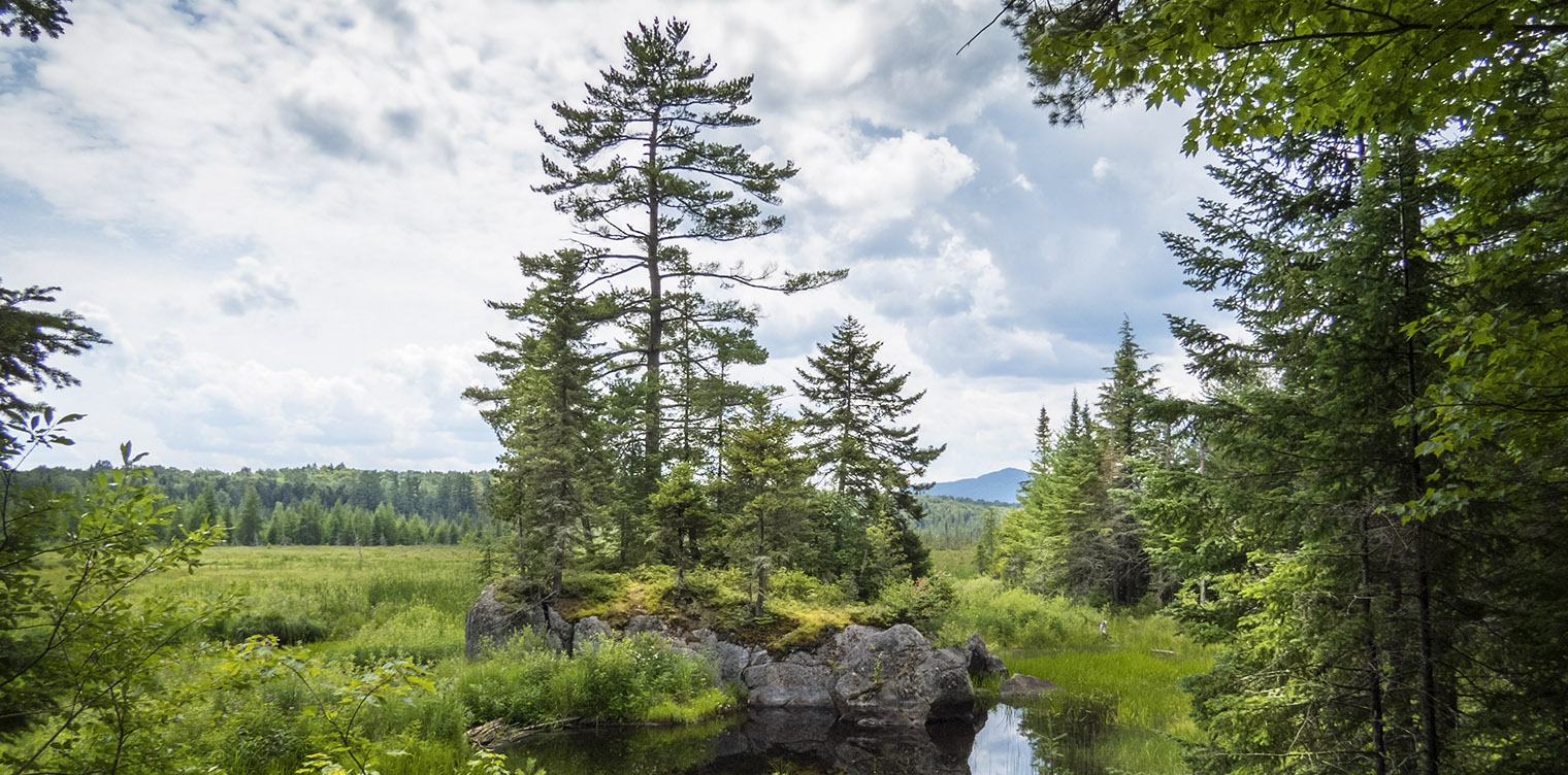 Trees-of-the-Adirondacks-Eastern-White-Pine-Pinus-strobus-Barnum-Brook-Trail-25-July-2015-71.jpg