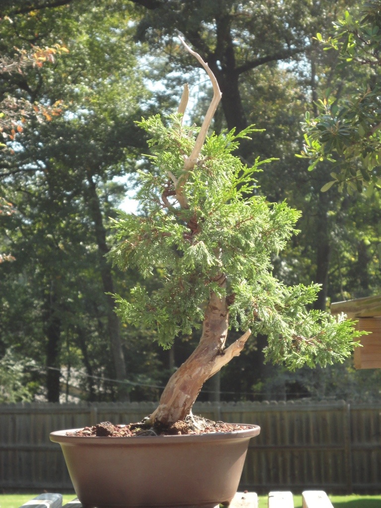 nebaribonsai.wordpress.com