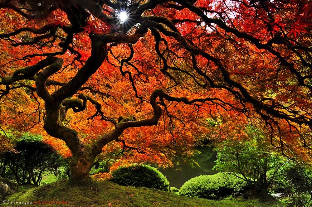 JapaneseMaple.jpg