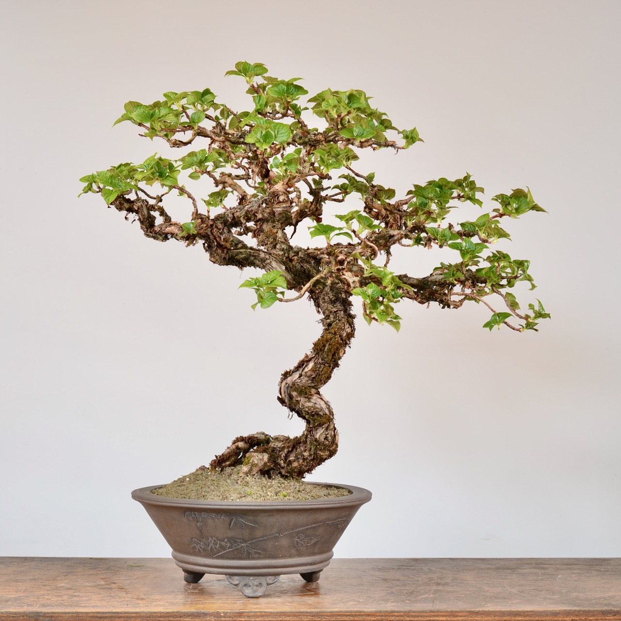 crataegus.com