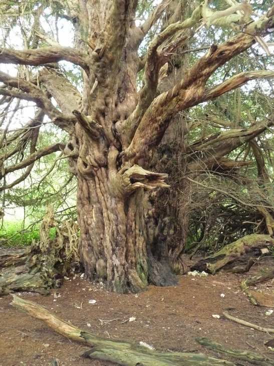 yew01x.jpg