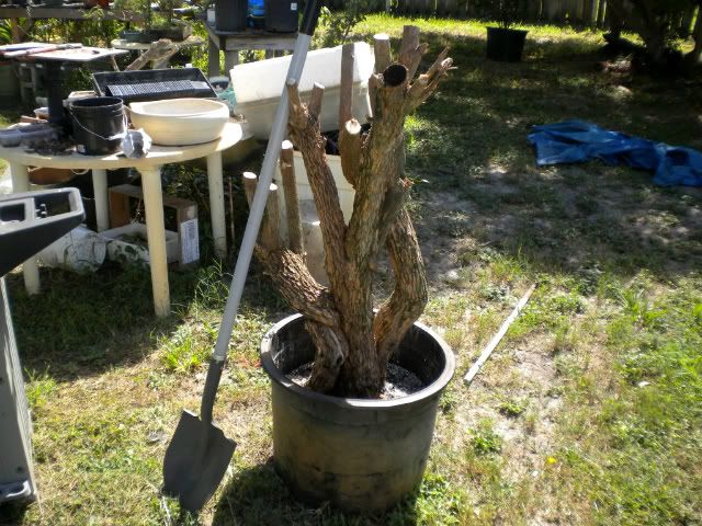 bonsai013.jpg