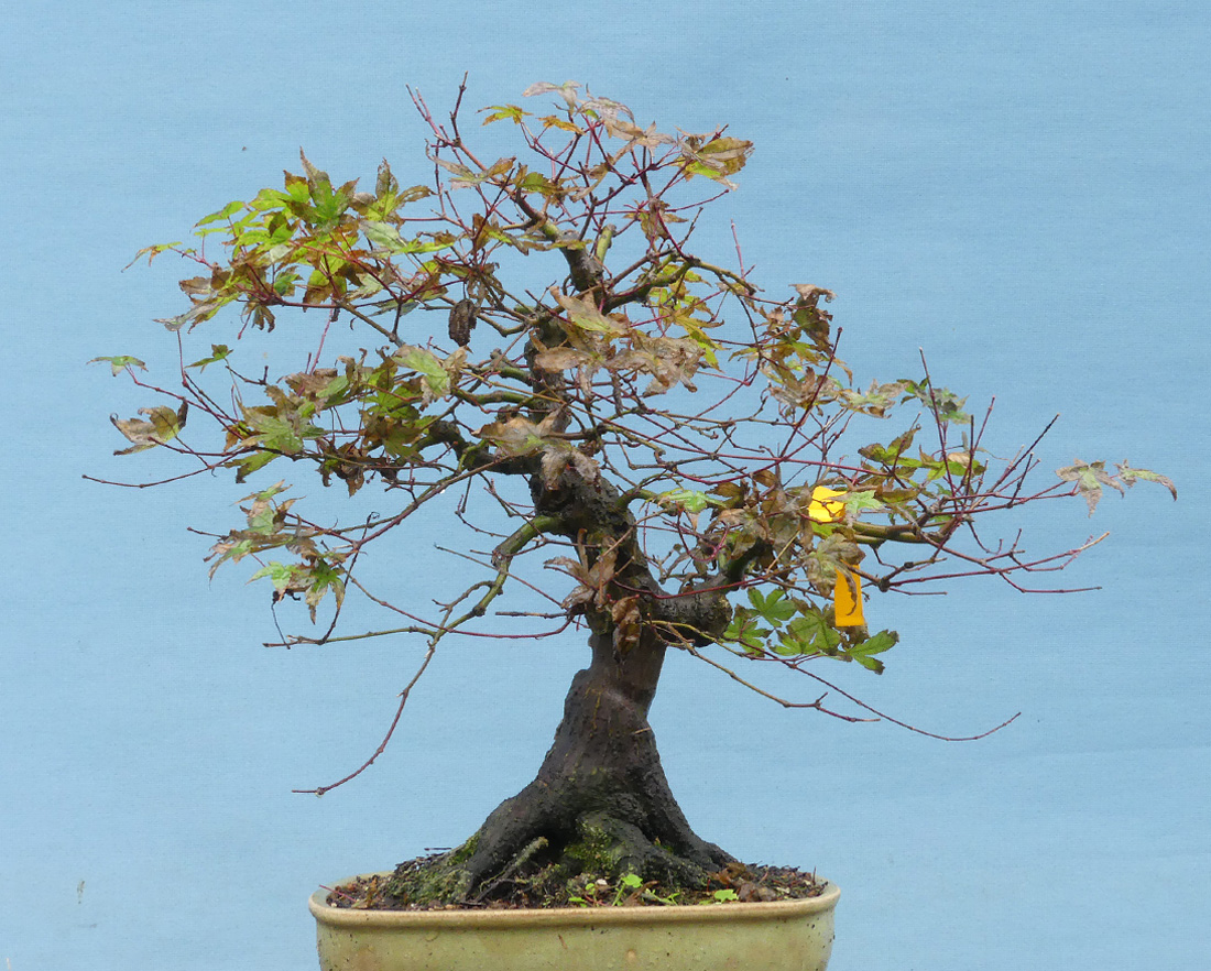 www.kaizenbonsai.com