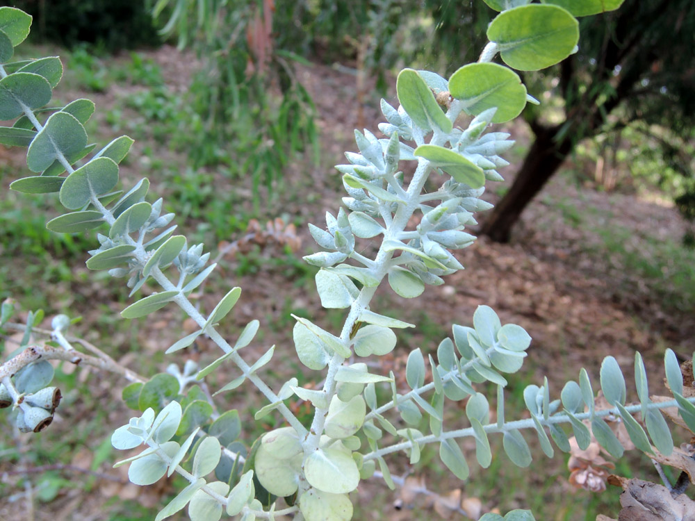 Eucalyptus_kruseana_03.jpg