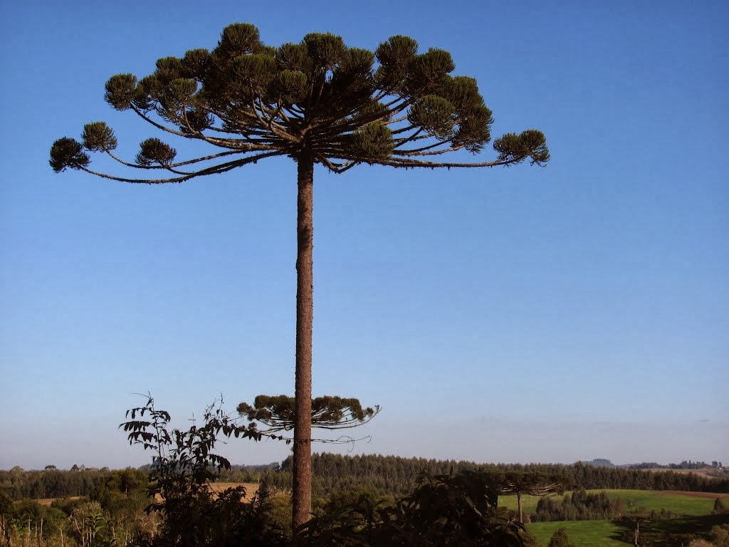 araucaria=.jpg