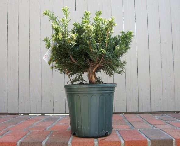yew1-1.jpg
