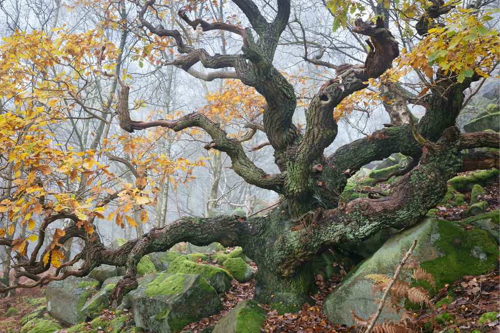 Why do oak trees have a unique branch structure? Bonsai Nut