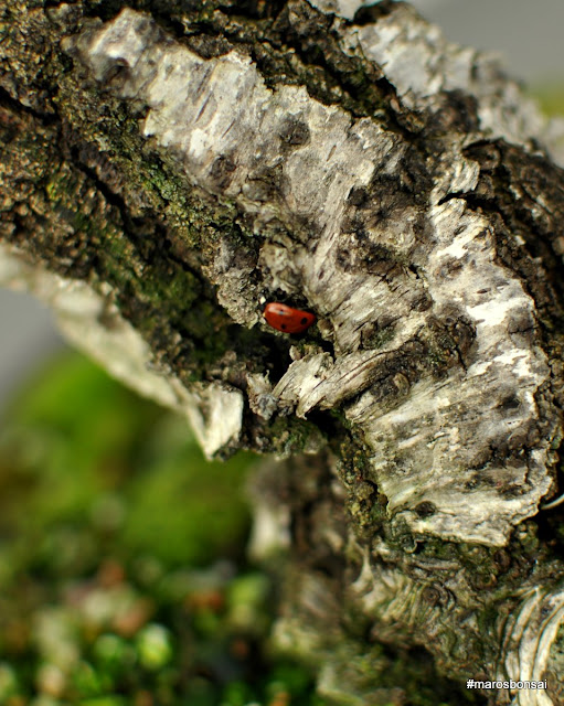 DSC_0777.JPG