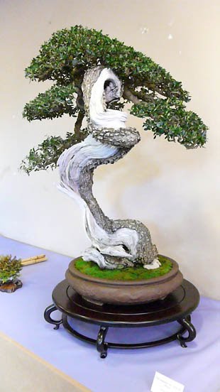 Olea+001-10.jpg