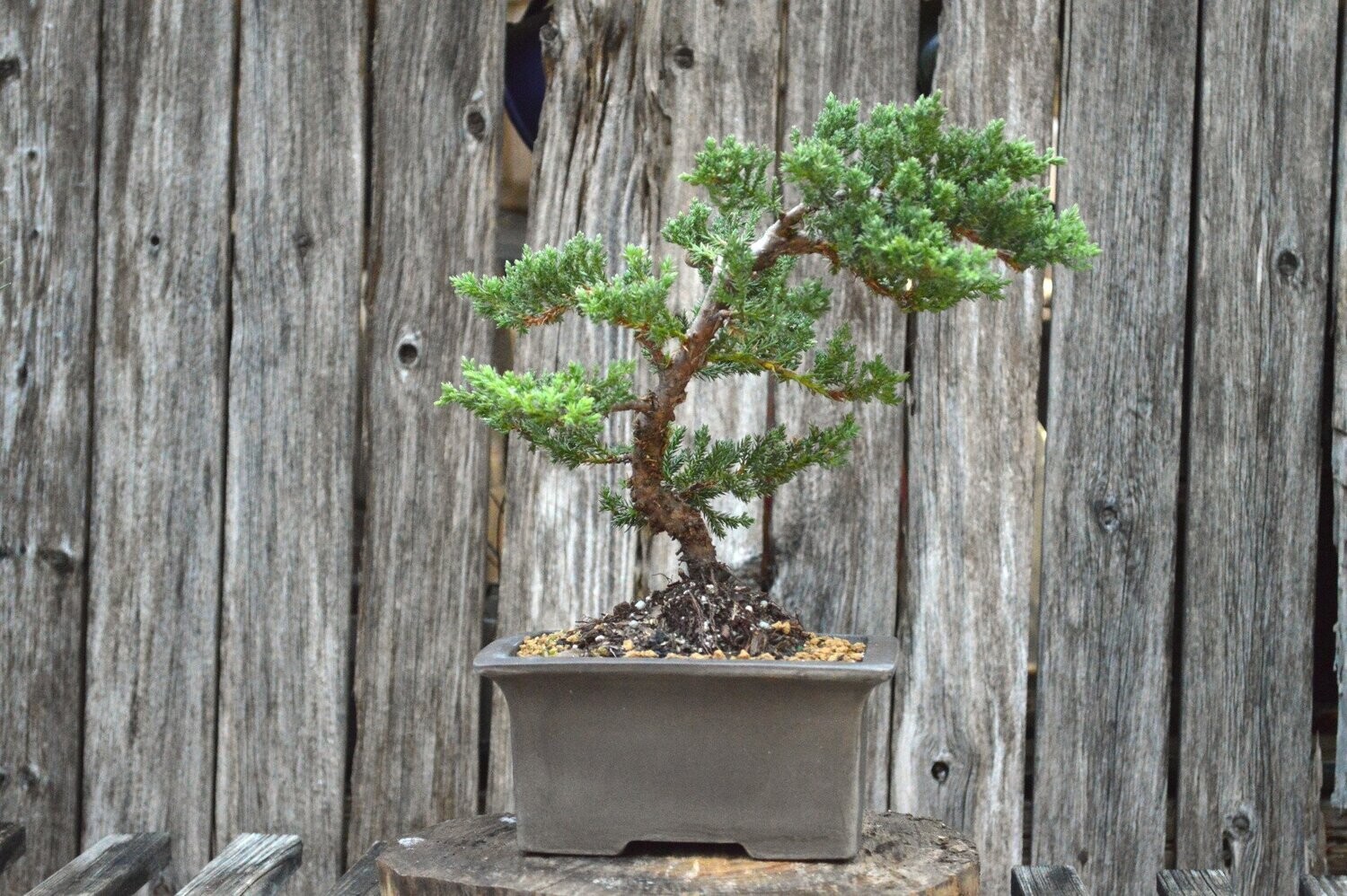 www.sandersonbonsai.com