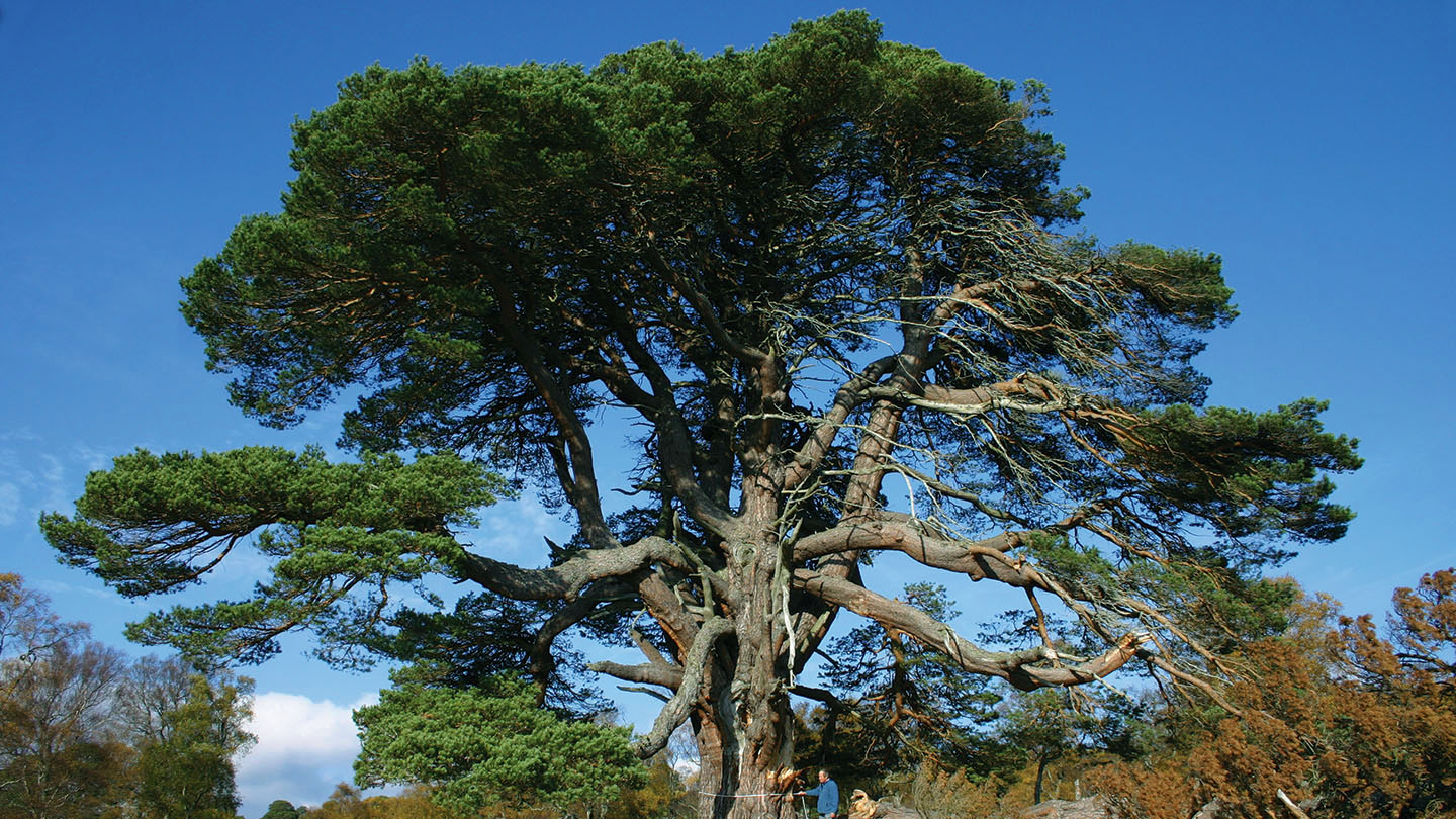 www.woodlandtrust.org.uk