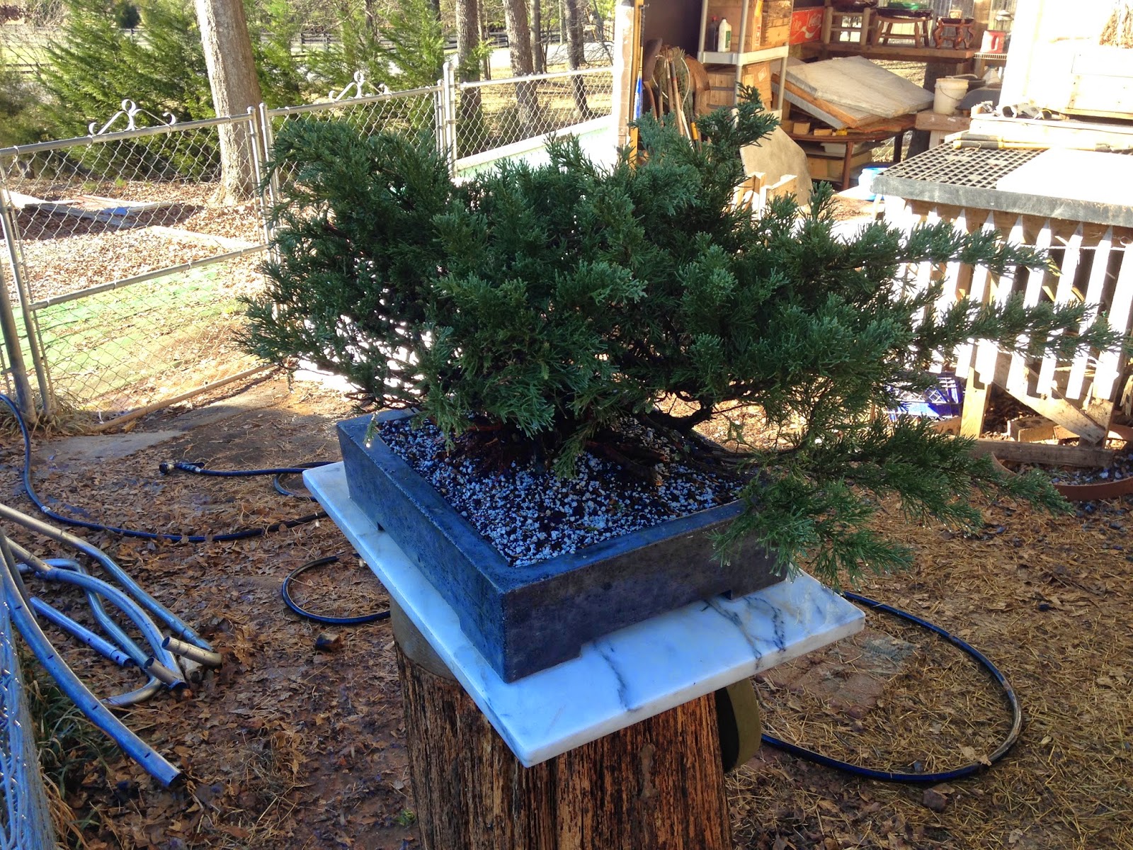 juniper-repot%2B018.jpg