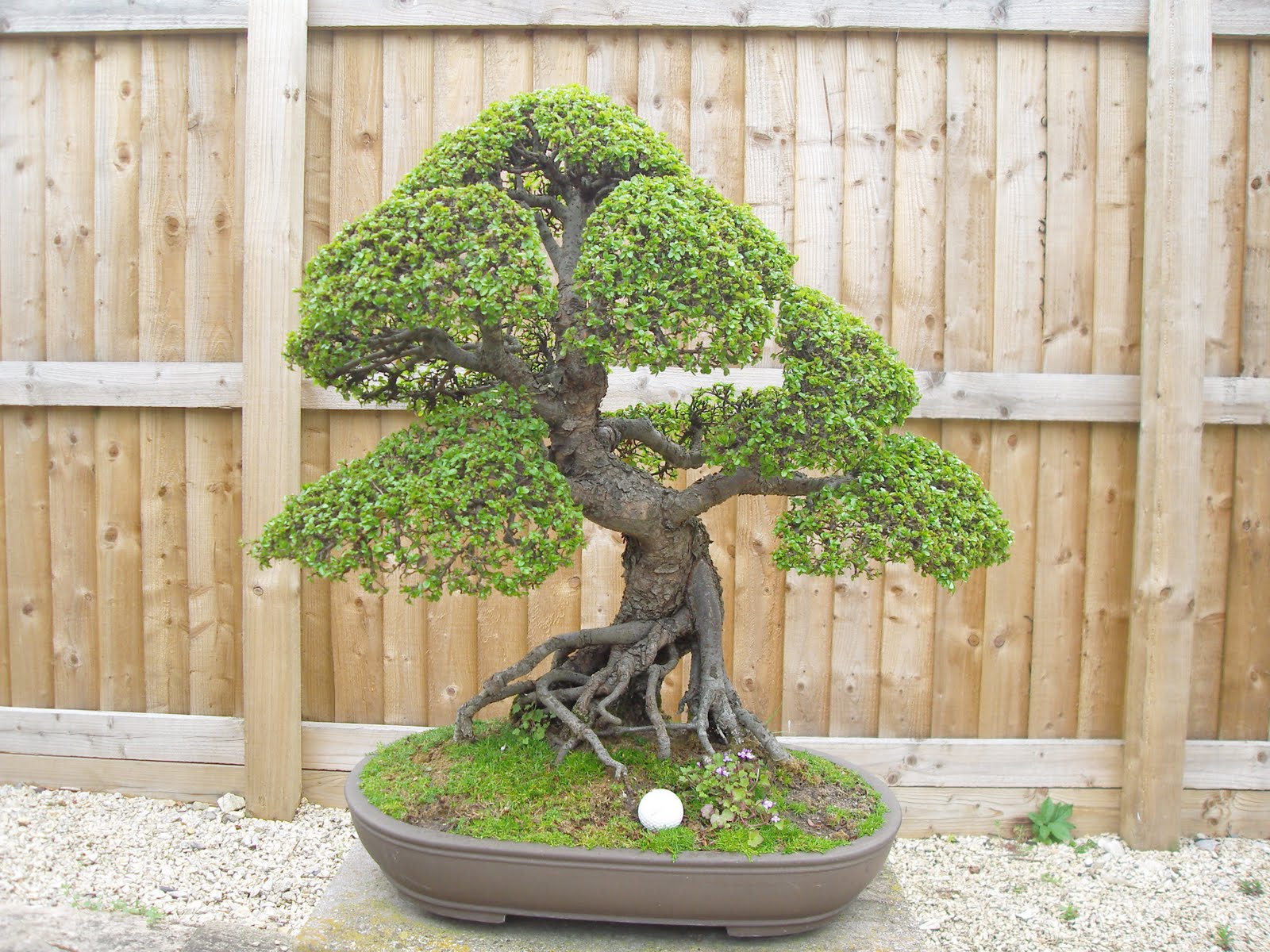 chinese+elm.JPG