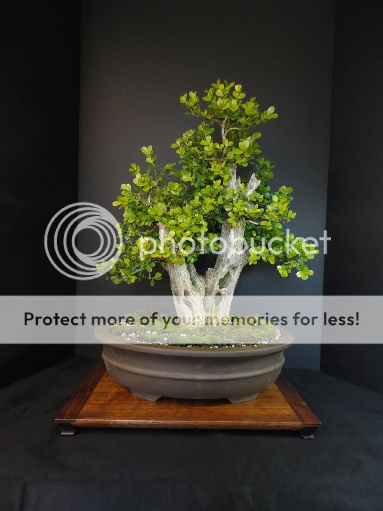 boxwood122013_zps7243982f.jpg