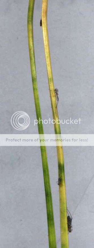 pinebugs.jpg