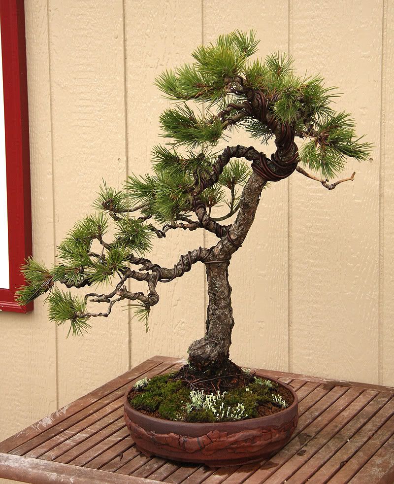 Austrian-Black-Pine_Cochoy4.jpg