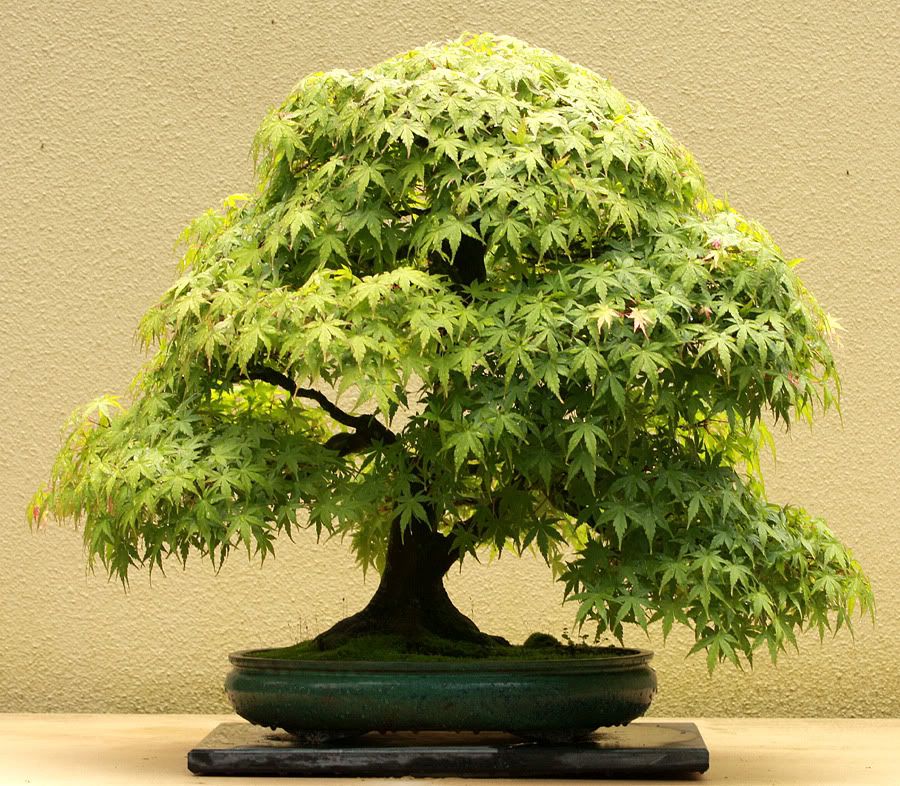 JapaneseMaple.jpg