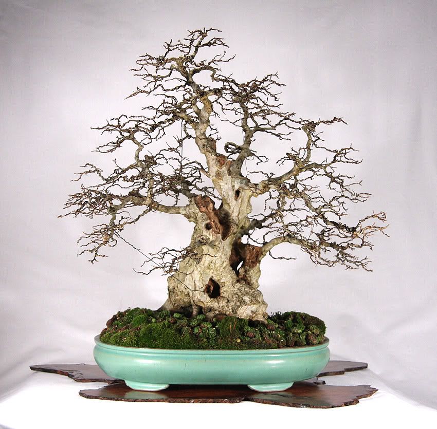 KoreanHornbeam-1.jpg