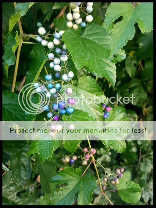 VineBerries_zpsp6eruqtl.jpg