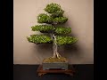 phoenixbonsai.com