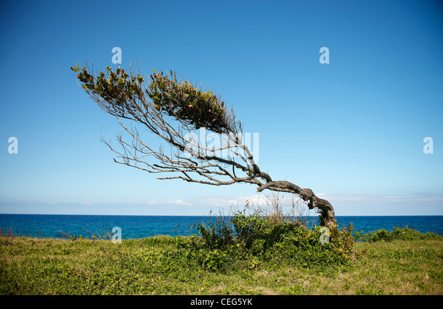 windswept-tree-on-the-jamaican-coast-ceg5yk.jpg