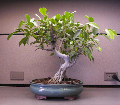 ficus%20front.jpg