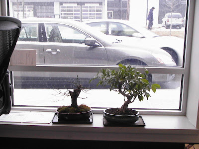 bonsai%20at%20work.jpg