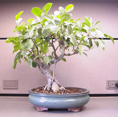 ficus%20back.jpg