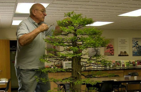 www.bonsai-nbf.org